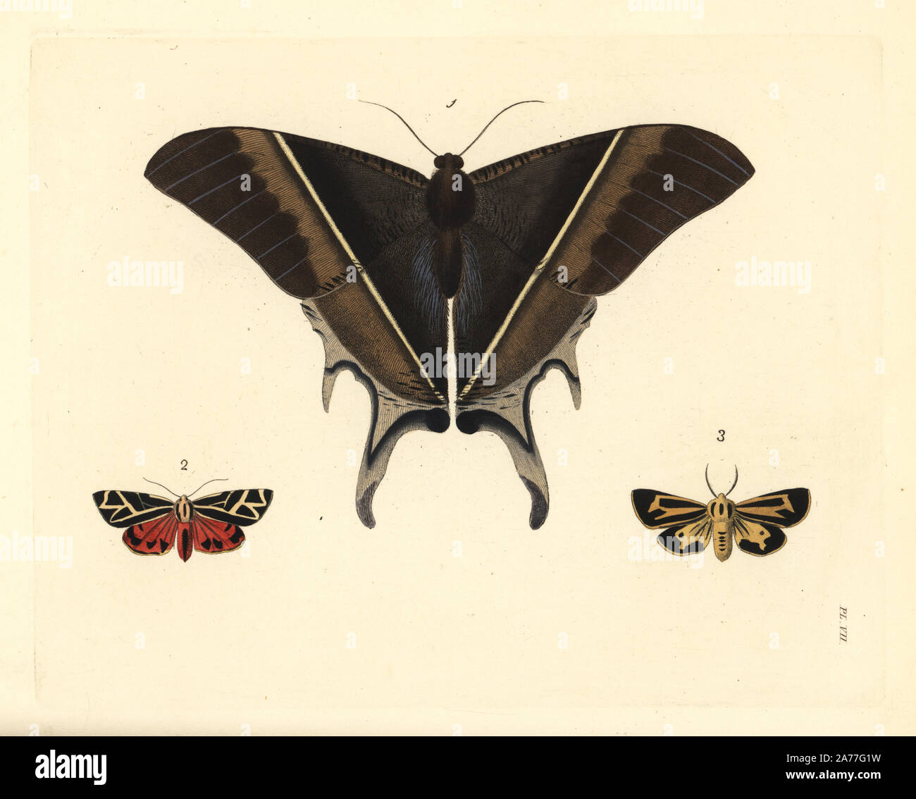 Macleay's swallowtail moth, Lyssa macleayi 1, cinnabar moth, Callimorpha phyllira 2, and Nais tiger moth, Apantesis nais 3. Handcoloured lithograph from John O. Westwood's new edition of Dru Drury's 'Illustrations of Exotic Entomology,' Bohn, London, 1837. Stock Photo