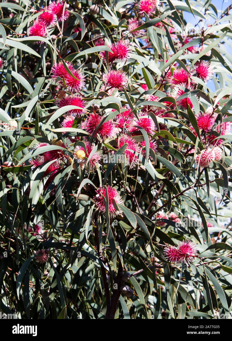 Hakea laurina hires stock photography and images Alamy
