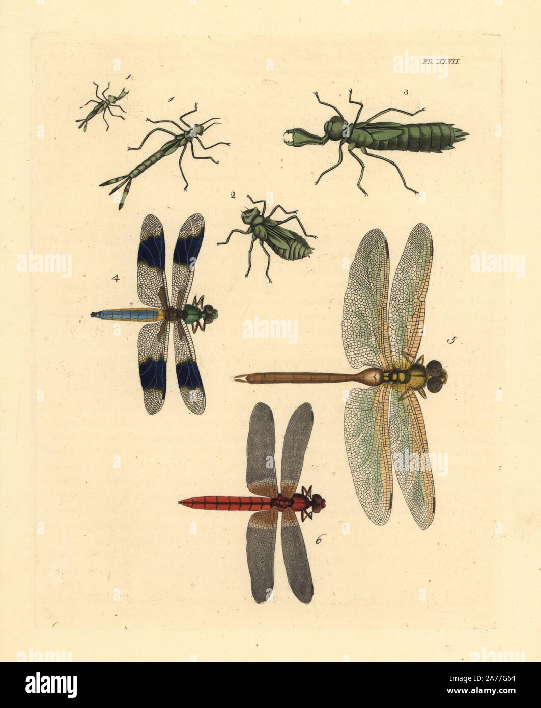 Dragonfly larval forms 1,2,3, common whitetail dragonfly, Libellula lydia 4, green darner, Anax junius 5, and scarlet skimmer or crimson darter, Crocothemis servilia 6. Handcoloured lithograph from John O. Westwood's new edition of Dru Drury's 'Illustrations of Exotic Entomology,' Bohn, London, 1837. Stock Photo