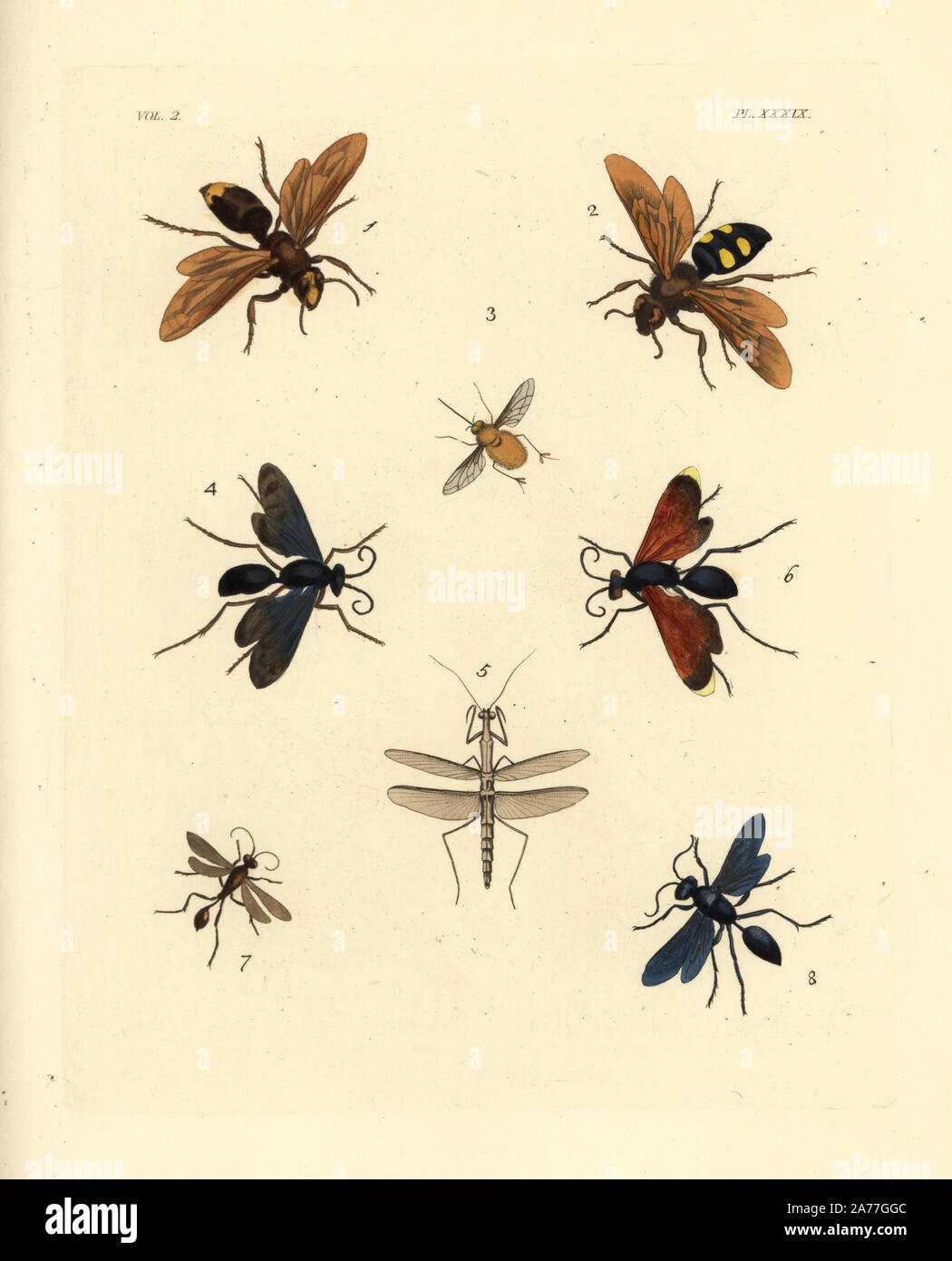 Oriental hornet, Vespa orientalis 1, scarab hunter wasp, Campsomeris quadrimaculata 2, hairy footed flower bee, Anthophora plumipes 3, steel-blue wasp, Chalybion caeruleum 4, preying mantis, Thespis parva 5, tarantula hawk, Pepsis rubra 6, Isodontia petiolata wasp 7, and great black wasp, Sphex pensylvanica 8. Handcoloured lithograph from John O. Westwood's new edition of Dru Drury's 'Illustrations of Exotic Entomology,' Bohn, London, 1837. Stock Photo