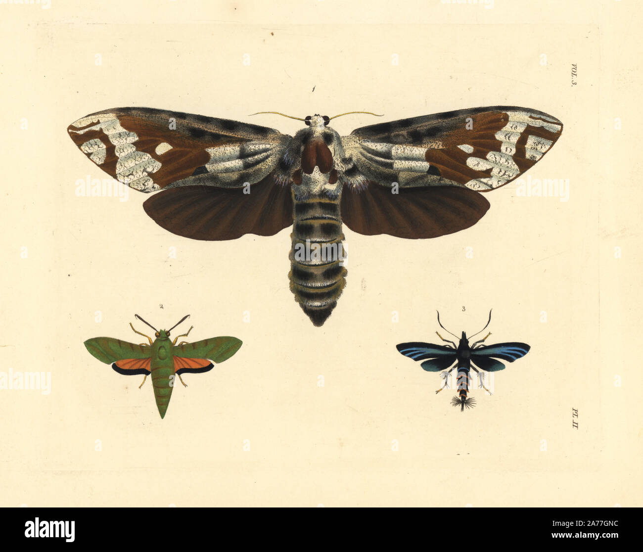 Strigocossus crassa moth 1, small verdant hawk, Basiothia medea 2, and Horama plumipes moth 3. Handcoloured lithograph from John O. Westwood's new edition of Dru Drury's 'Illustrations of Exotic Entomology,' Bohn, London, 1837. Stock Photo