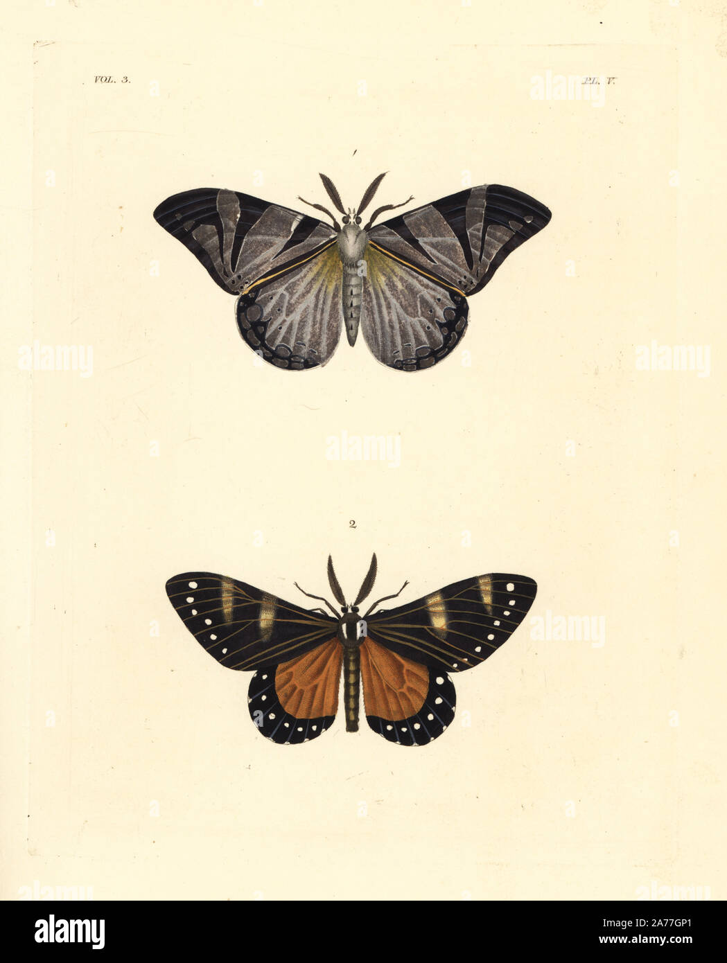 Otroeda cafra moth 1 and Otroeda nerina moth 2. Handcoloured lithograph from John O. Westwood's new edition of Dru Drury's 'Illustrations of Exotic Entomology,' Bohn, London, 1837. Stock Photo