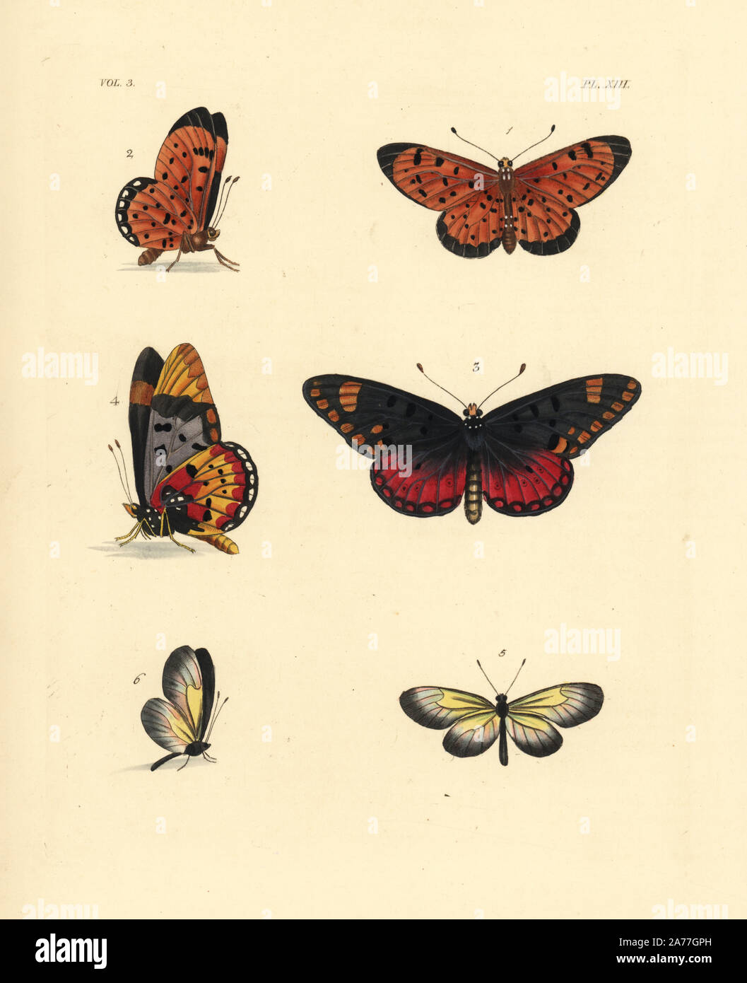 Pink acraea butterfly, Acraea caecilia 1,2, large spotted acraea, Acraea zetes 3,4, and yellow clearwing, Scada karschina 5,6. Handcoloured lithograph from John O. Westwood's new edition of Dru Drury's 'Illustrations of Exotic Entomology,' Bohn, London, 1837. Stock Photo