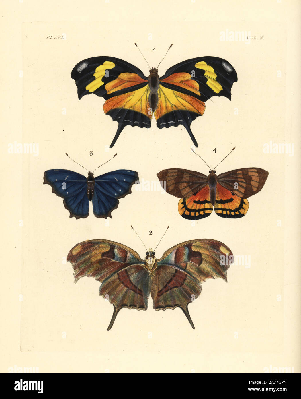 Consul Fabius Tiger leafwing, Consul fabius Nymphalis hippona, upper side 1, under ...