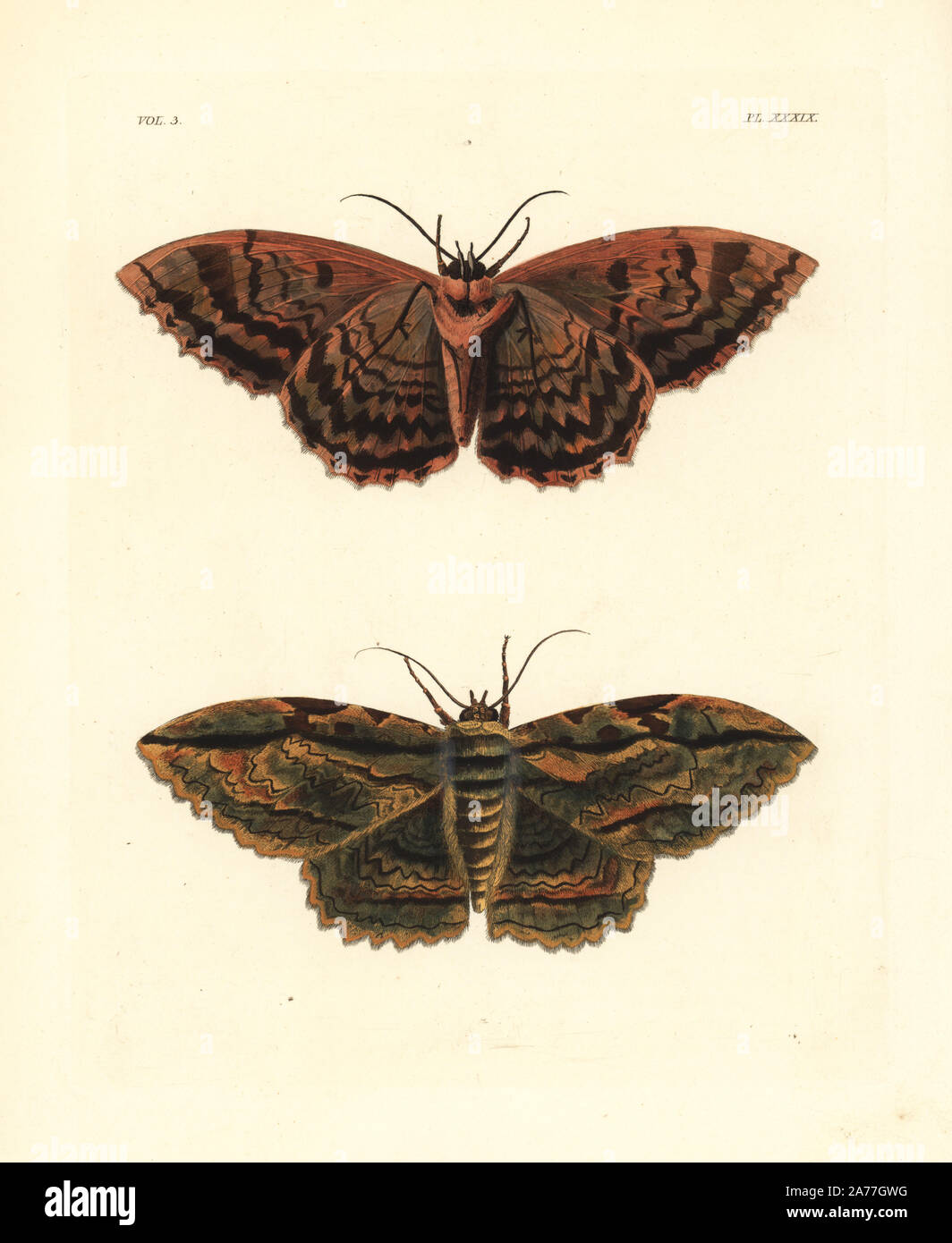 Owl moth, Thysania zenobia. Handcoloured lithograph from John O. Westwood's new edition of Dru Drury's 'Illustrations of Exotic Entomology,' Bohn, London, 1837. Stock Photo