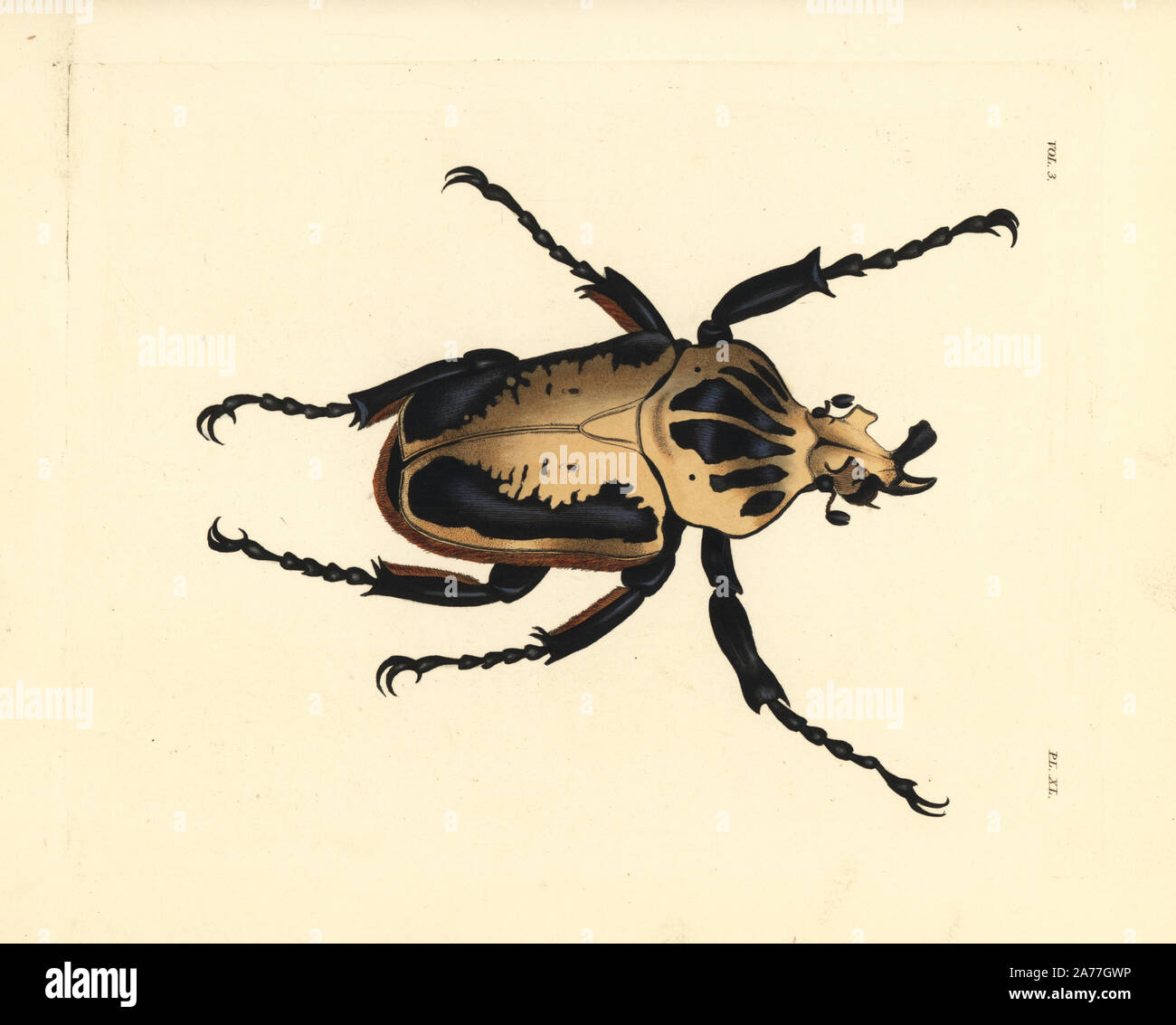 Goliath Beetle High Resolution Stock Photography and Images - Alamy