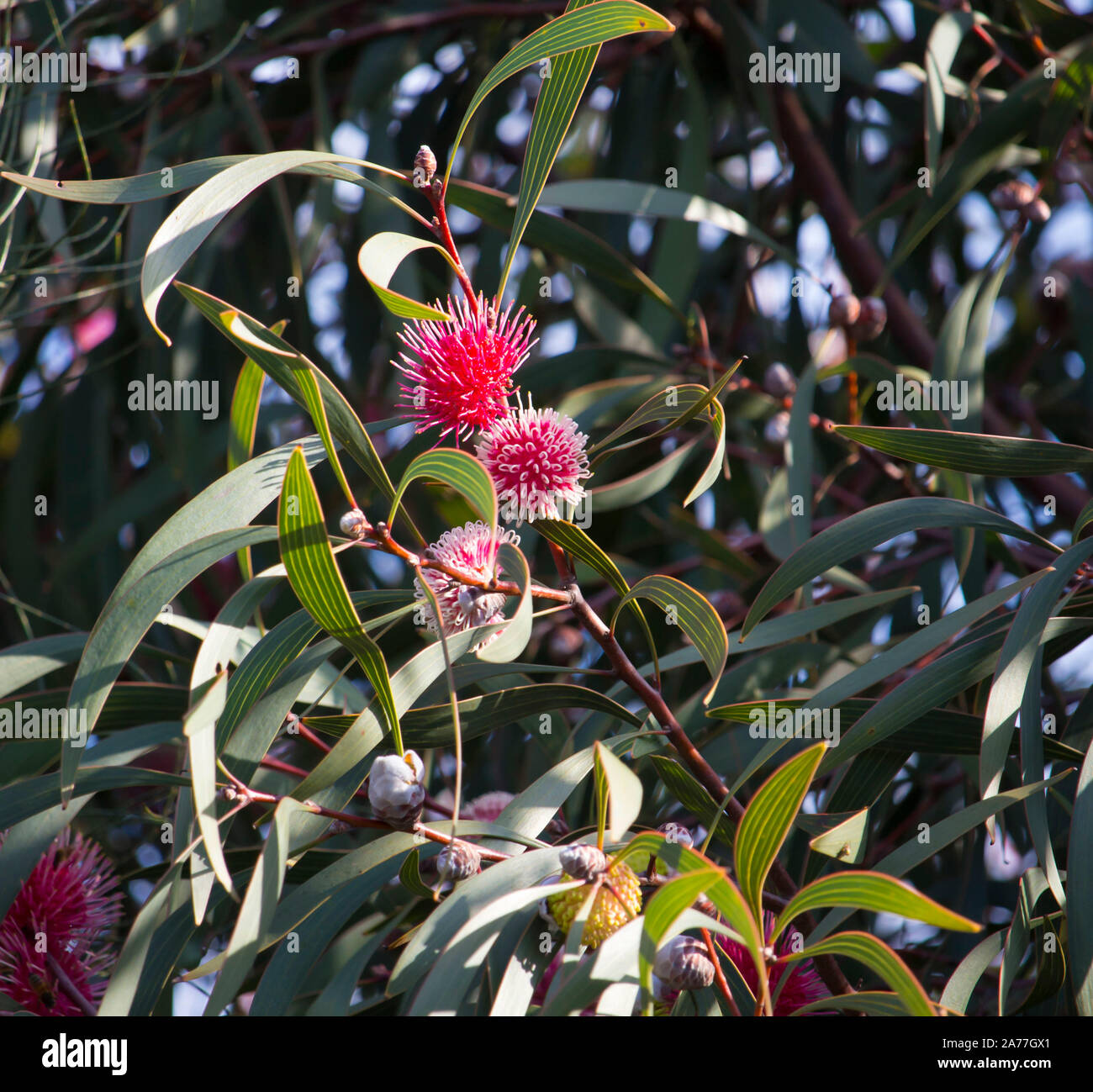 Unusual spiky pink blooms of pincushion hakea  hakea laurina, a popular West Australian native  shrubby small tree flowering from winter to spring . Stock Photo