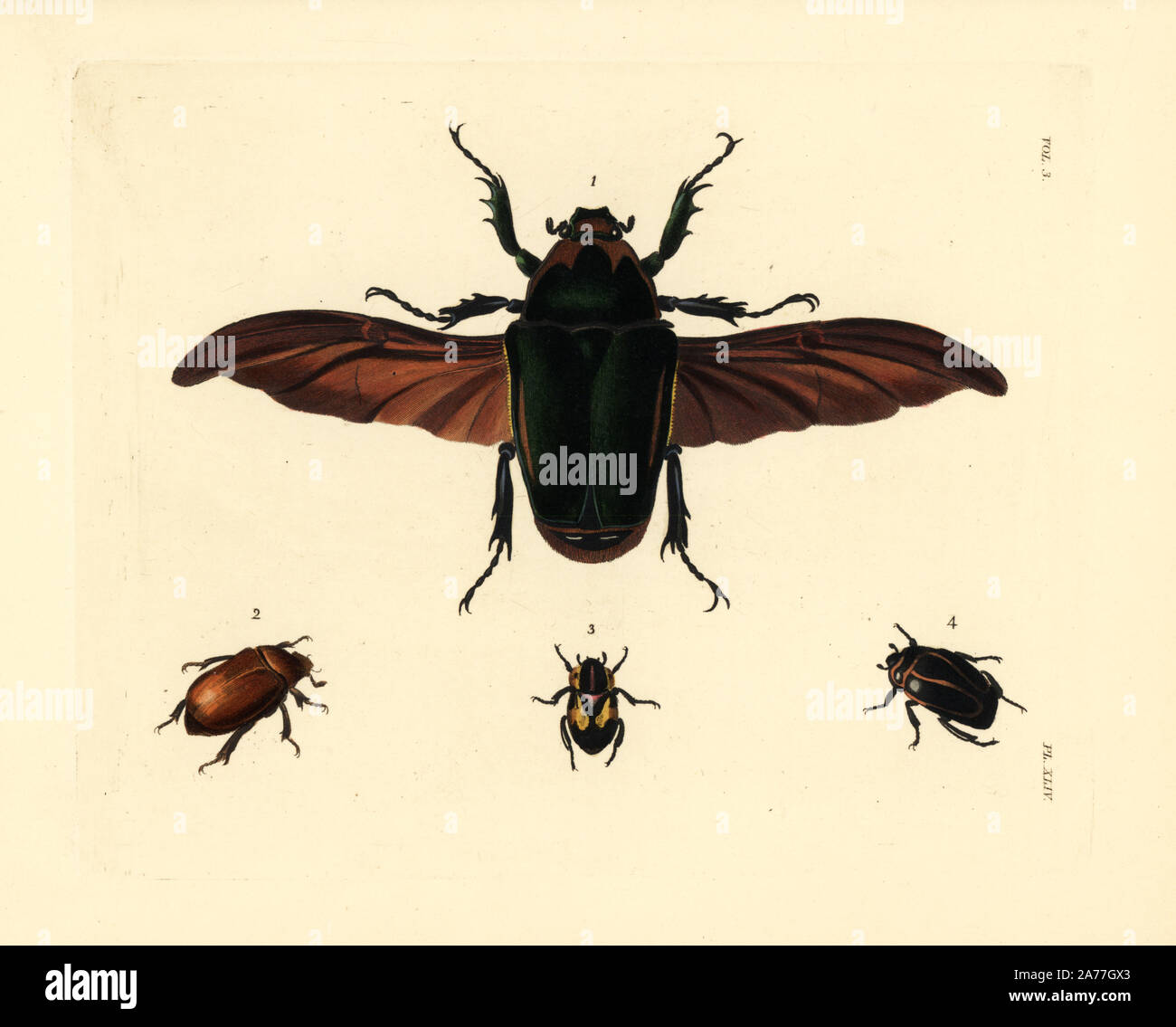 Flower beetle, Mecynorrhinella torquata 1, Agrilinus rufus 2, Rutela lineola 3, and Macraspis cincta 4. Handcoloured lithograph from John O. Westwood's new edition of Dru Drury's 'Illustrations of Exotic Entomology,' Bohn, London, 1837. Stock Photo