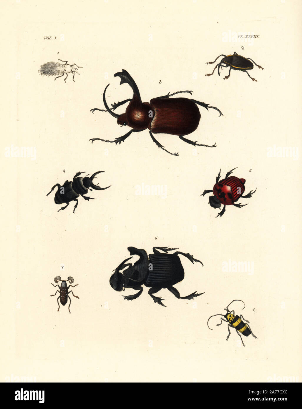 Flata nigricornis pupa? 1, Cholus urbanus 2, Golofa claviger Dynastes claviger 3, Hister Oxysternus maximus 4, Phanaeus festivus female 5, Copris faunus 6, Rhipicera druraei 7, and Saperda spectabilis 8. Handcoloured lithograph from John O. Westwood's new edition of Dru Drury's 'Illustrations of Exotic Entomology,' Bohn, London, 1837. Stock Photo