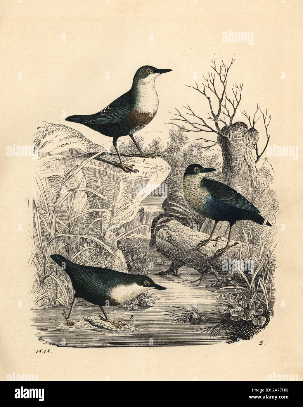 White-throated dipper, Cinclus cinclus. Handcoloured lithograph from Carl Hoffmann's Book of the World, Stuttgart, 1848. Stock Photo