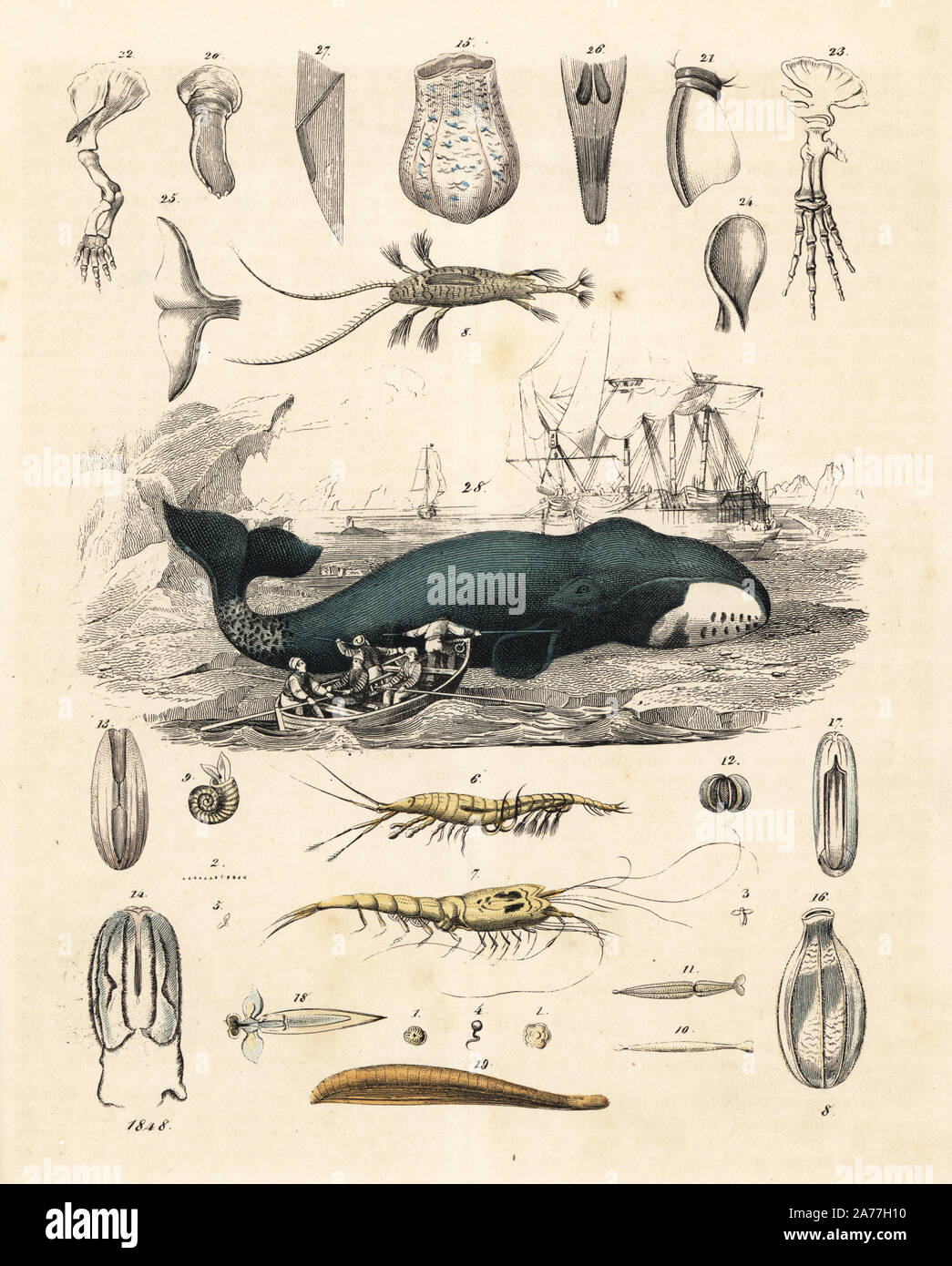 Whalers hunting a bowhead whale, Balaena mysticetus. Above and below ...