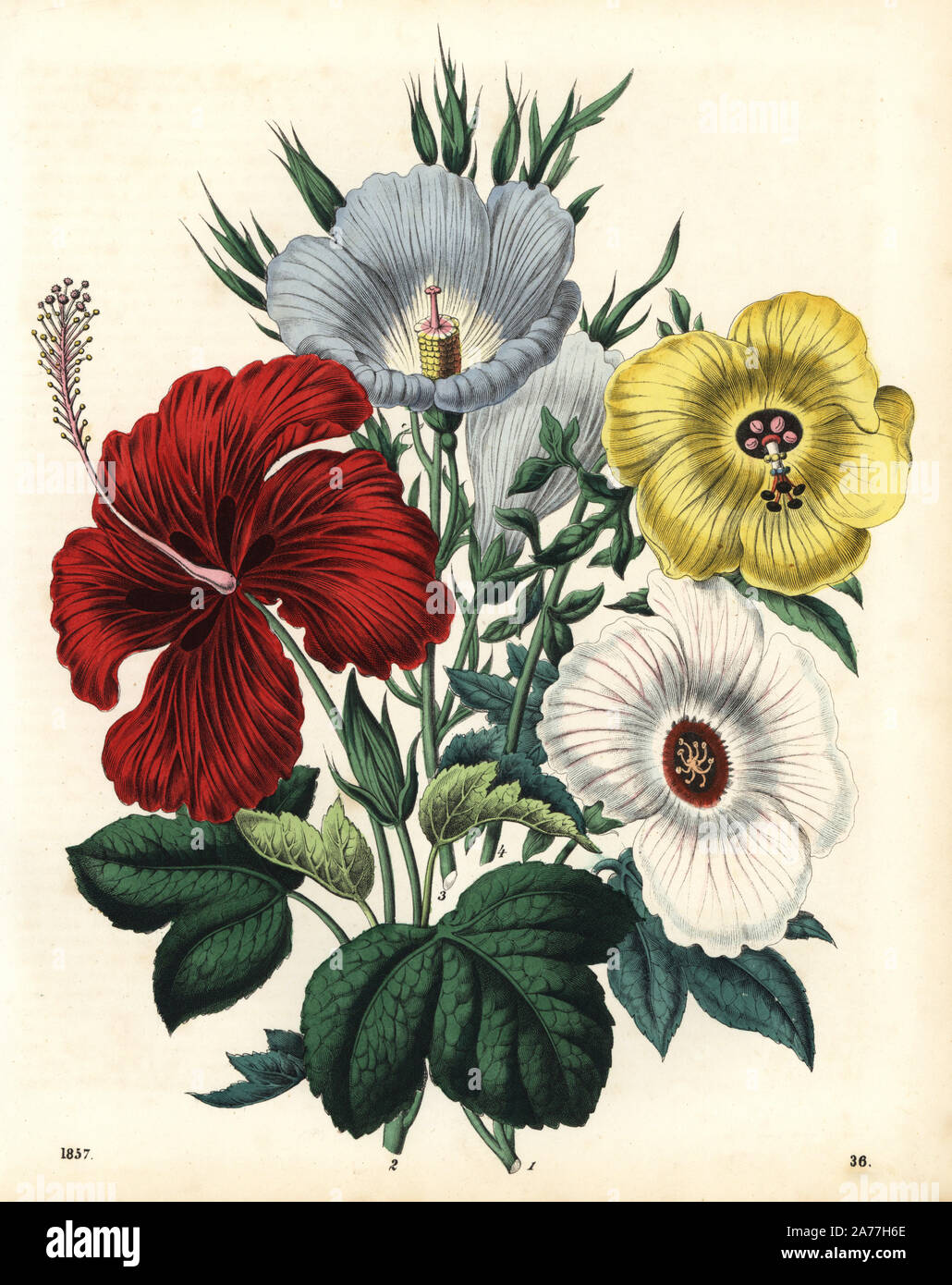 Bunch of Hibiscus Flowers Cross Stitch Pattern Pdf, Plant