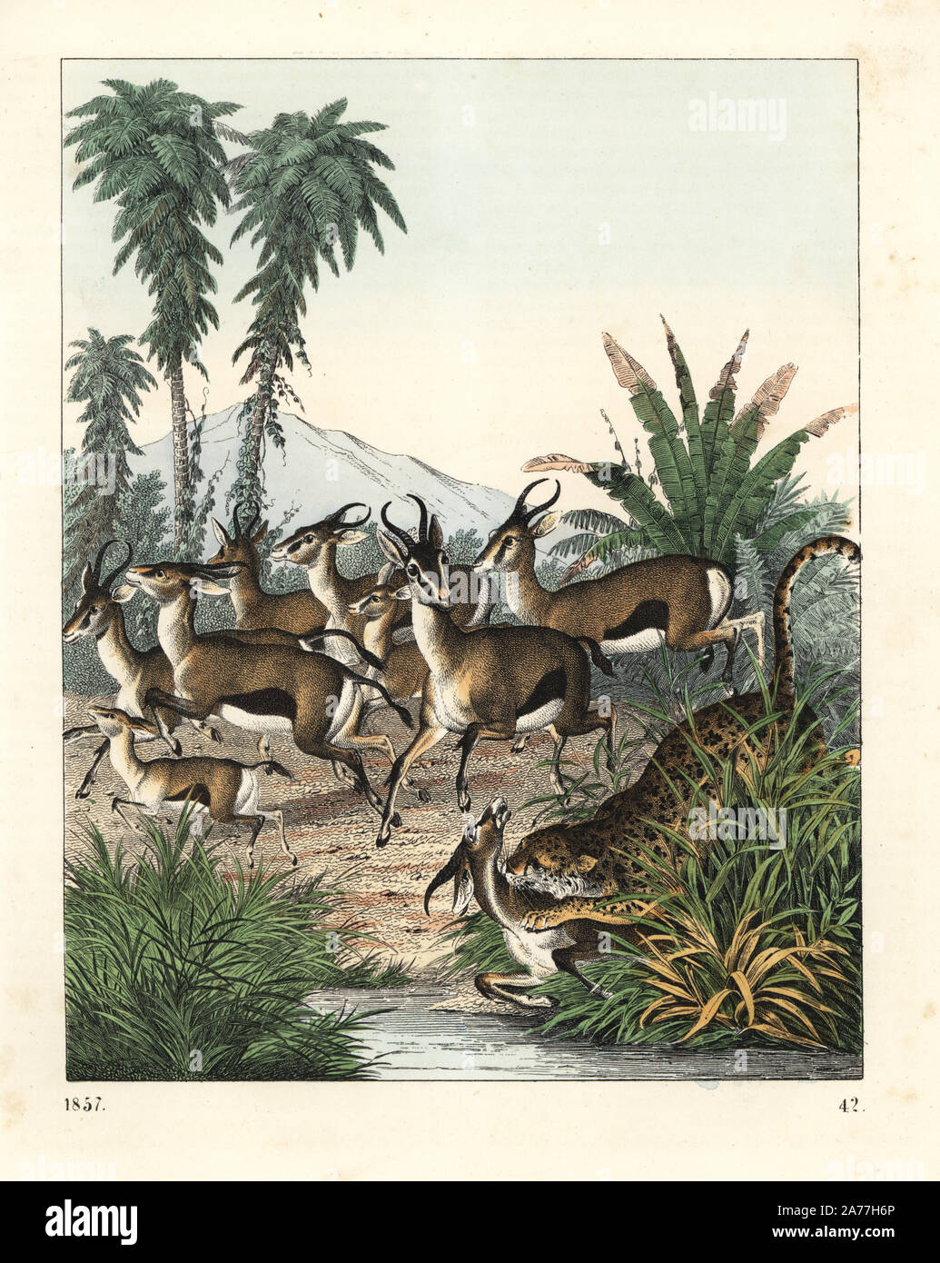 Dorcas gazelle, Gazella dorcas (vulnerable), running from a cheetah, Acinonyx jubatus (vulnerable). Handcoloured lithograph from Carl Hoffmann's Book of the World, Stuttgart, 1857. Stock Photo