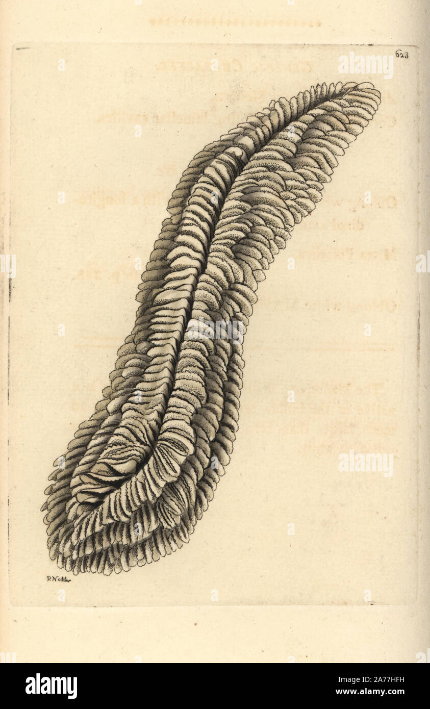 Halomitra pileus coral (Oblong madrepore, Madrepora pileus). Illustration drawn and engraved by Richard Polydore Nodder. Handcoloured copperplate engraving from George Shaw and Frederick Nodder's The Naturalist's Miscellany, London, 1804. Stock Photo