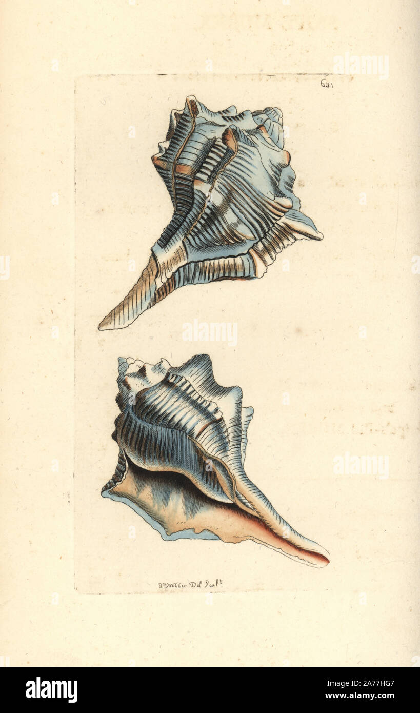 Spiny dye-murex, Bolinus brandaris (Snipe murex, Murex brandaris). Illustration drawn and engraved by Richard Polydore Nodder. Handcoloured copperplate engraving from George Shaw and Frederick Nodder's The Naturalist's Miscellany, London, 1804. Stock Photo