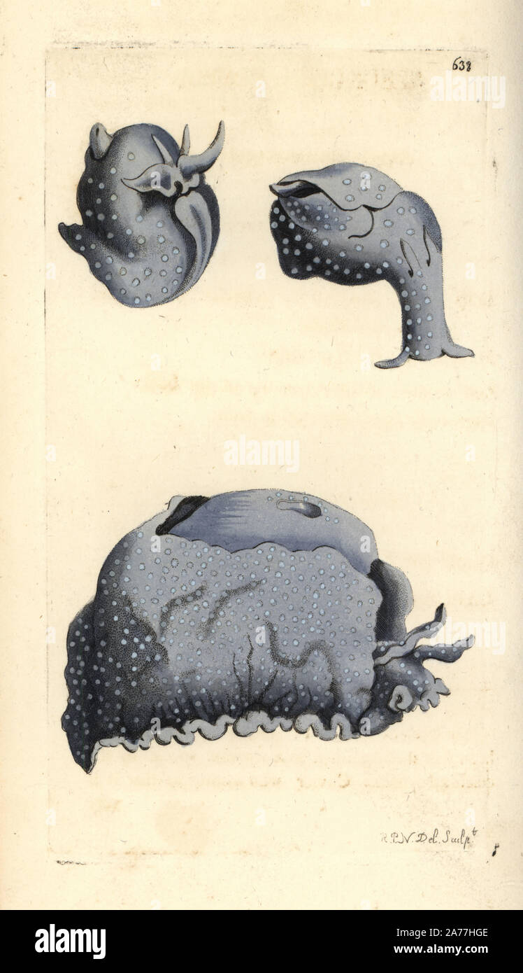Spotted sea hare or speckled aplysia, Aplysia punctata. Illustration drawn and engraved by Richard Polydore Nodder. Handcoloured copperplate engraving from George Shaw and Frederick Nodder's The Naturalist's Miscellany, London, 1804. Stock Photo