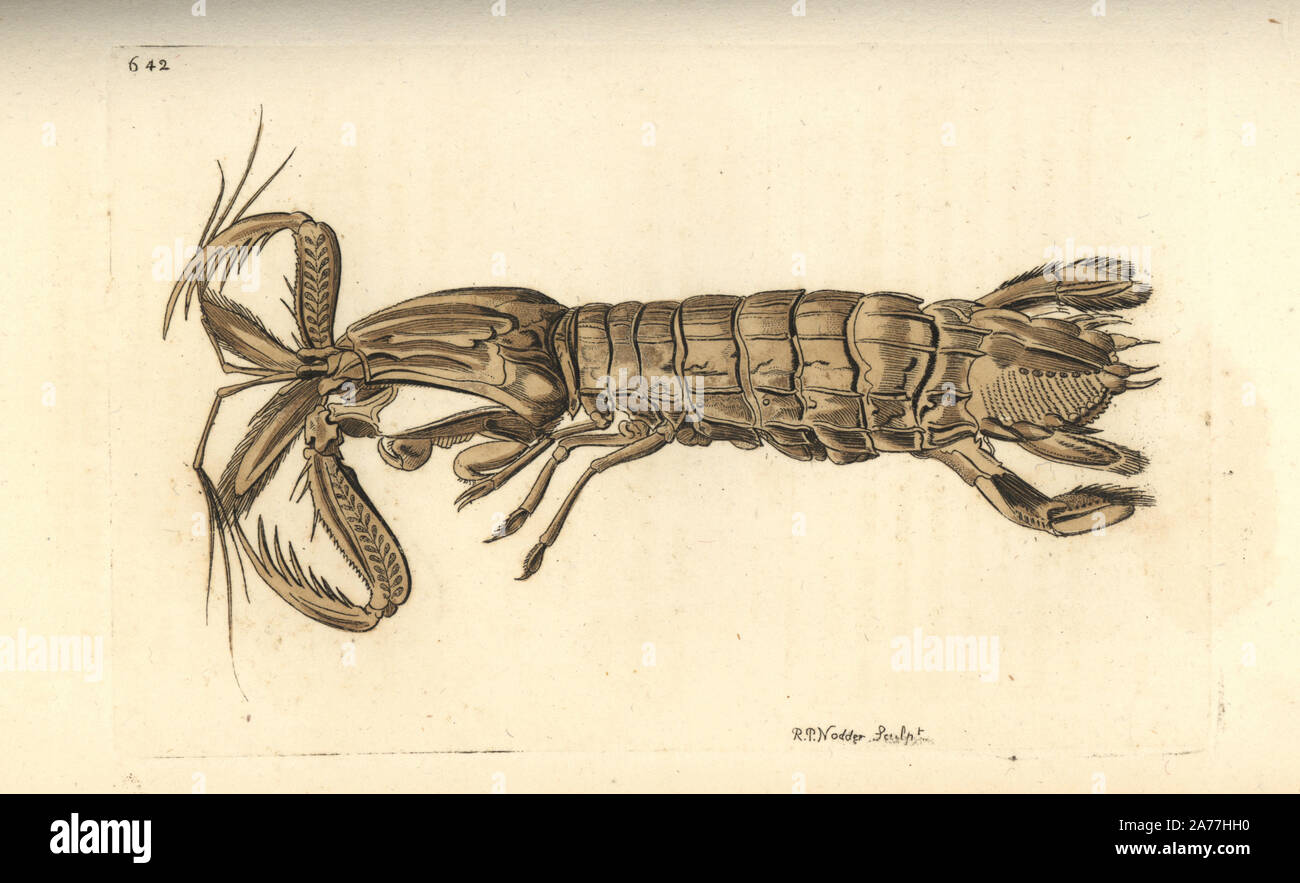 Mantis shrimp, Squilla mantis (Long-bodied crab, Cancer mantis). Illustration drawn and engraved by Richard Polydore Nodder. Handcoloured copperplate engraving from George Shaw and Frederick Nodder's The Naturalist's Miscellany, London, 1804. Stock Photo