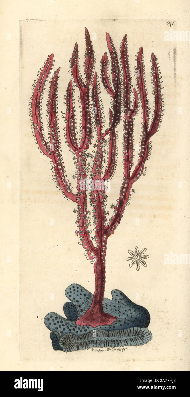 Red-whip coral, Ellisella ceratophyta (Purple gorgonia, Gorgonia ceratophyta). Illustration drawn and engraved by Richard Polydore Nodder. Handcoloured copperplate engraving from George Shaw and Frederick Nodder's The Naturalist's Miscellany, London, 1804. Stock Photo