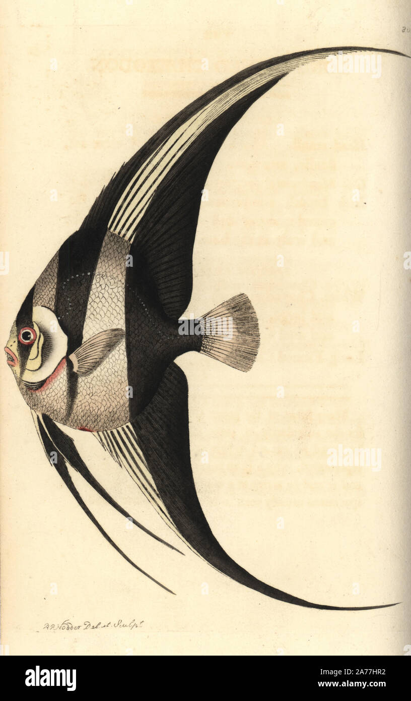 Longfin batfish, Platax teira (Long-finned chaetodon, Chaetodon teira). Illustration drawn and engraved by Richard Polydore Nodder. Handcoloured copperplate engraving from George Shaw and Frederick Nodder's The Naturalist's Miscellany, London, 1806. Stock Photo