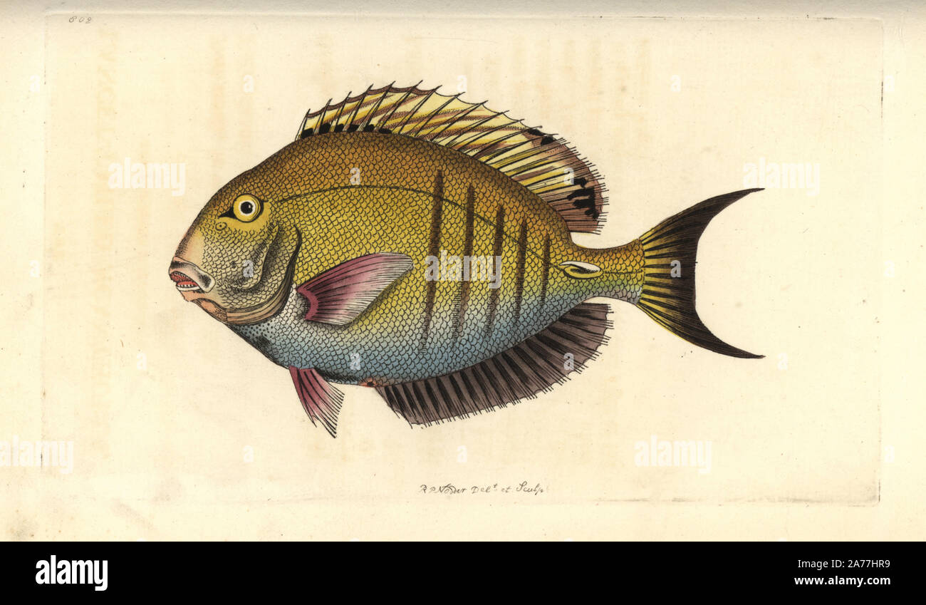 Doctorfish tang or surgeonfish (Lancet-tailed acanthurus), Acanthurus ...