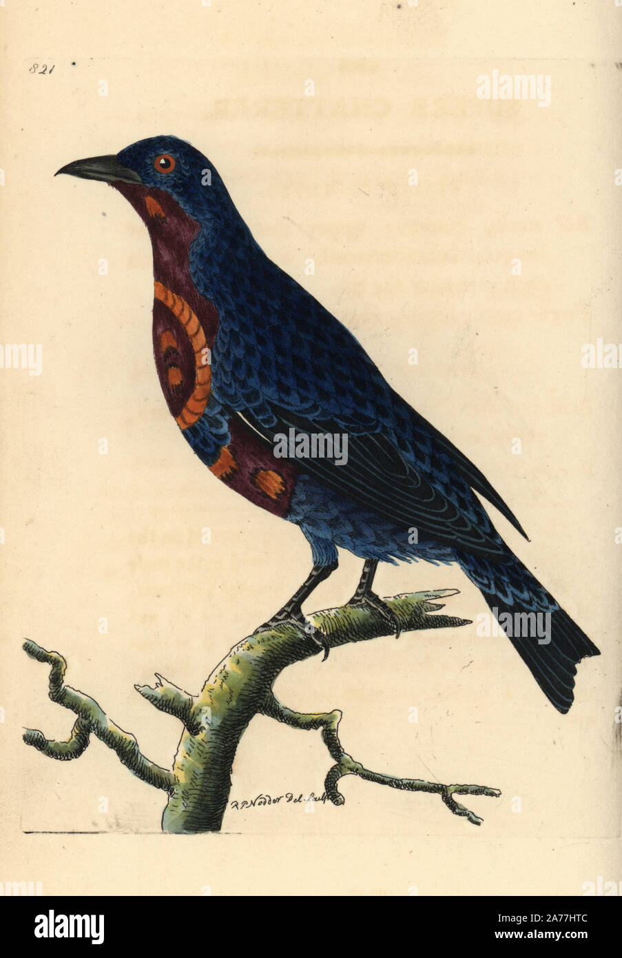 Banded cotinga, Cotinga maculata, endangered (Superb chatterer, Ampelis superba).Illustration drawn and engraved by Richard Polydore Nodder. Handcoloured copperplate engraving from George Shaw and Frederick Nodder's The Naturalist's Miscellany, London, 1806. Stock Photo