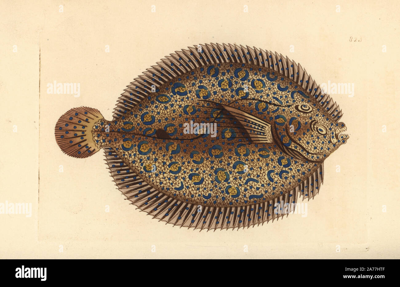 Peacock flounder, Bothus lunatus (Argus flounder, Pleuronectes argus). Illustration drawn and engraved by Richard Polydore Nodder. Handcoloured copperplate engraving from George Shaw and Frederick Nodder's The Naturalist's Miscellany, London, 1806. Stock Photo