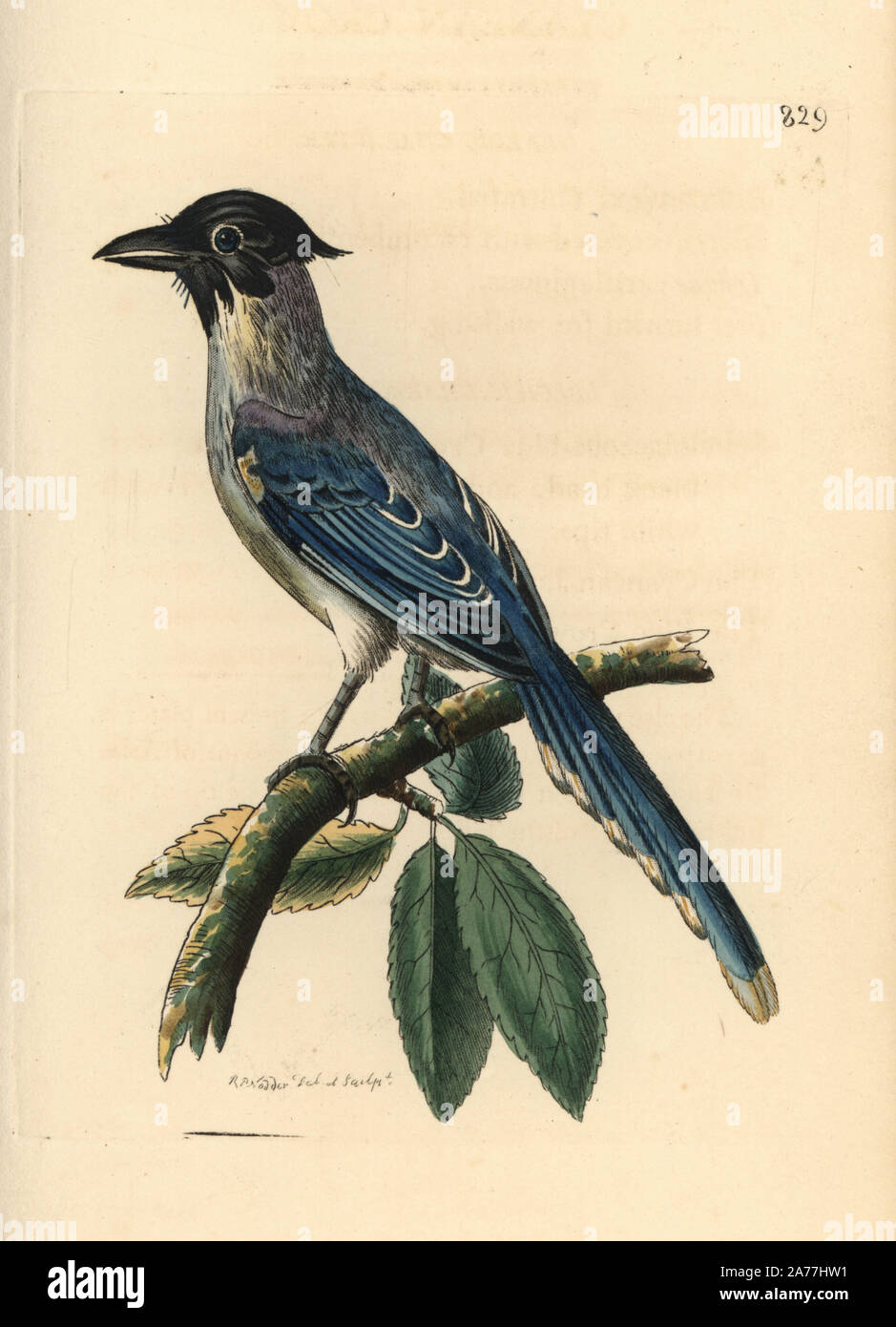 Azure-winged magpie, Cyanopica cyanus (Cyanean crow, Corvus cyaneus). Illustration drawn and engraved by Richard Polydore Nodder. Handcoloured copperplate engraving from George Shaw and Frederick Nodder's The Naturalist's Miscellany, London, 1806. Stock Photo