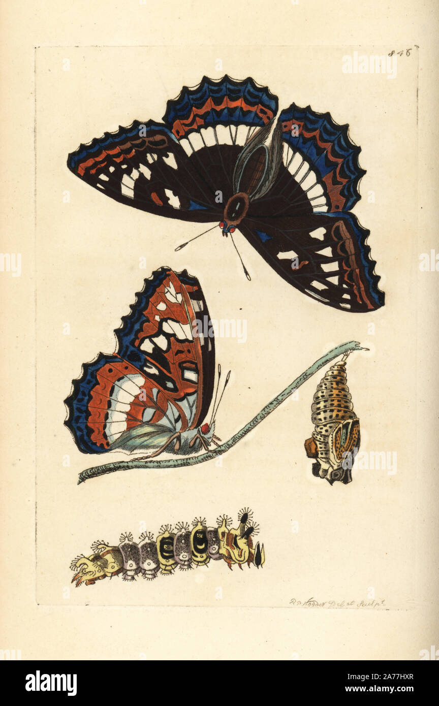 Poplar admiral butterfly, Limenitis populi (Poplar butterfly, Papilio populi). Illustration drawn and engraved by Richard Polydore Nodder. Handcoloured copperplate engraving from George Shaw and Frederick Nodder's The Naturalist's Miscellany, London, 1806. Stock Photo