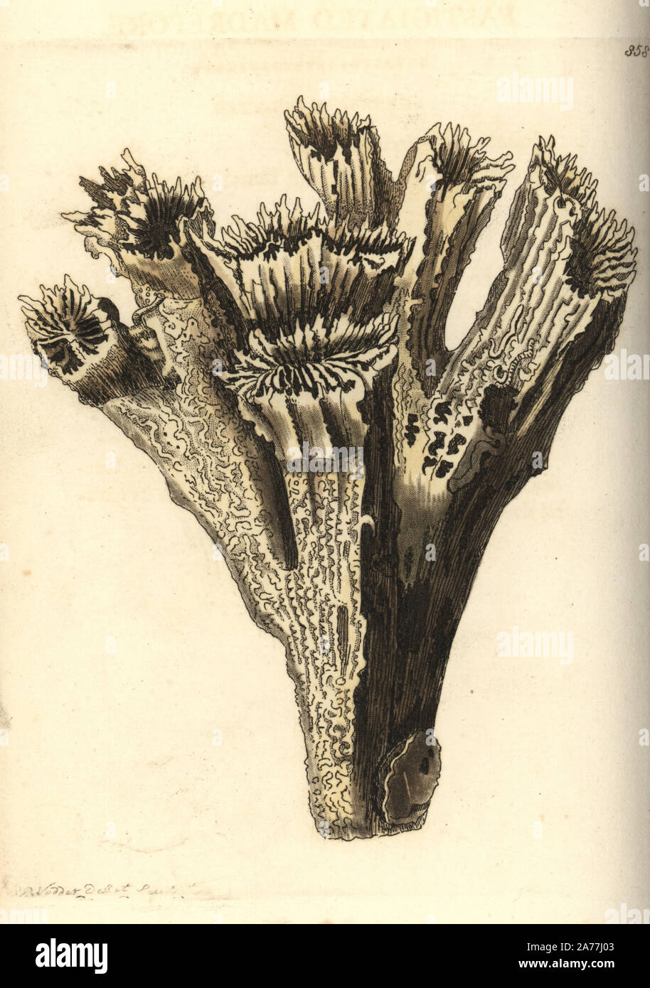 Smooth flower coral, Eusmilia fastigiata (Fastigiated madrepore, Madrepora fastigiata). Illustration drawn and engraved by Richard Polydore Nodder. Handcoloured copperplate engraving from George Shaw and Frederick Nodder's The Naturalist's Miscellany, London, 1806. Stock Photo