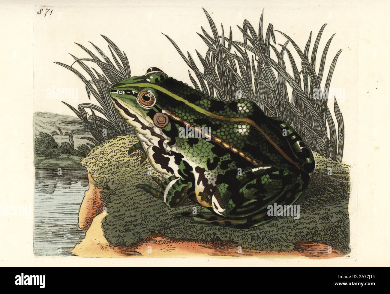 Edible frog or common green frog, Pelophylax kl. esculentus (Green frog, Rana esculenta). Illustration drawn and engraved by Richard Polydore Nodder. Handcoloured copperplate engraving from George Shaw and Frederick Nodder's The Naturalist's Miscellany, London, 1806. Stock Photo