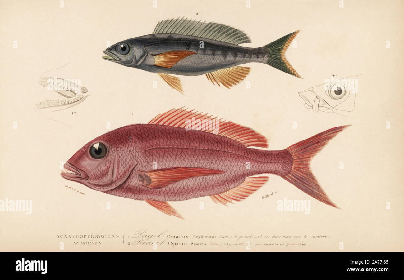 Pandora fish, Pagellus erythrinus (Sparus erythrinus), and picarel, Spicara smaris (Sparus smaris). Handcolored engraving by Teillard after an illustration by Oudart from Charles d'Orbigny's 'Dictionnaire Universel d'Histoire Naturelle' (Universal Dictionary of Natural History), Paris, 1849. Stock Photo