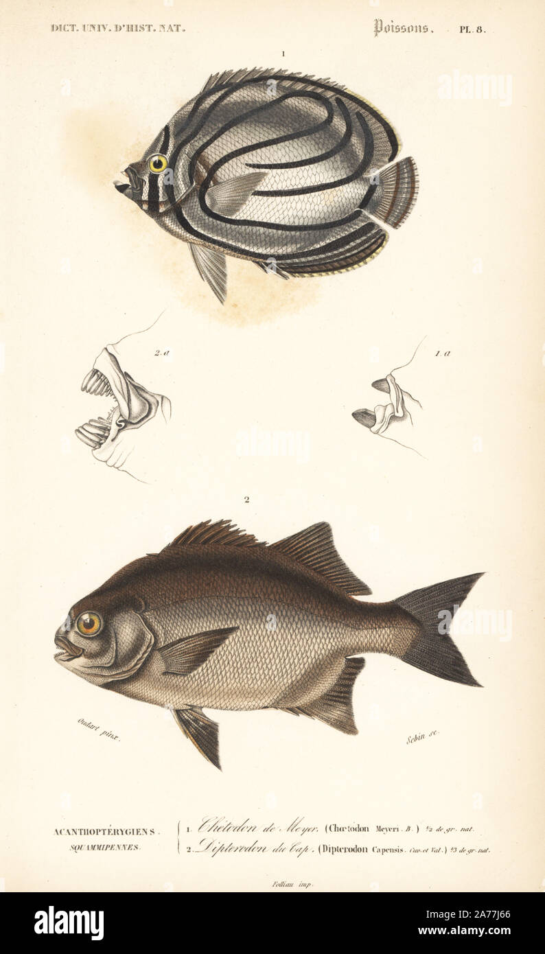 Scrawled butterflyfish, Chaetodon meyeri, and galjoen, Dichistius capensis (Dipterodon capensis). Handcolored engraving by Sebin after an illustration by Oudart from Charles d'Orbigny's 'Dictionnaire Universel d'Histoire Naturelle' (Universal Dictionary of Natural History), Paris, 1849. Stock Photo