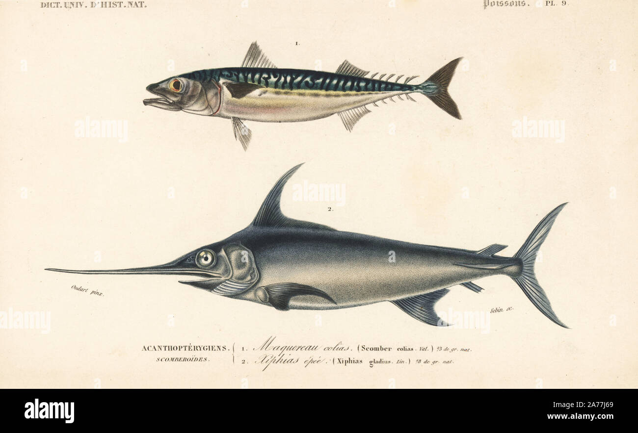 Atlantic chub mackerel colias hires stock photography and