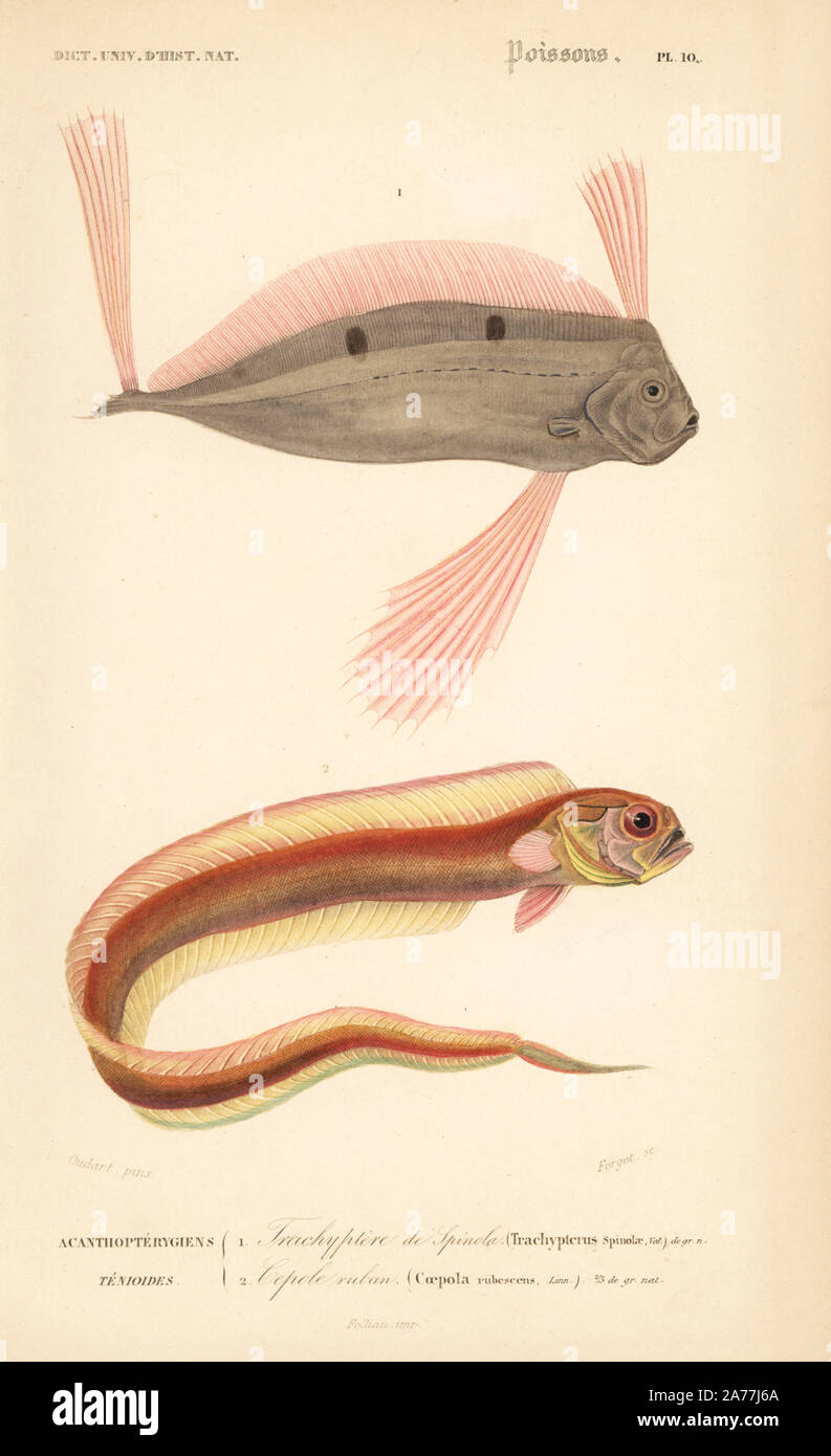 Ribbonfish, Trachipterus trachypterus 1, and red bandfish, Cepola macrophthalma 2. Handcolored engraving by Forget after an illustration by Oudart from Charles d'Orbigny's 'Dictionnaire Universel d'Histoire Naturelle' (Universal Dictionary of Natural History), Paris, 1849. Stock Photo