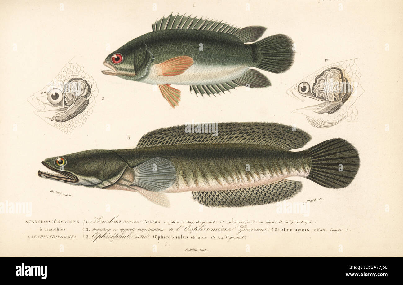 Climbing perch, Anabas testudineus (Anabas scandens) 1, snakehead murrel, Channa striata, (Ophiocephalus striatus) 3. Ear labyrinth of the perch 1a, and giant gourami, Osphronemus goramy (Osphromenus olfax) 2. Handcolored engraving by Sebin after an illustration by Oudart from Charles d'Orbigny's "Dictionnaire Universel d'Histoire Naturelle" (Universal Dictionary of Natural History), Paris, 1849. Stock Photo