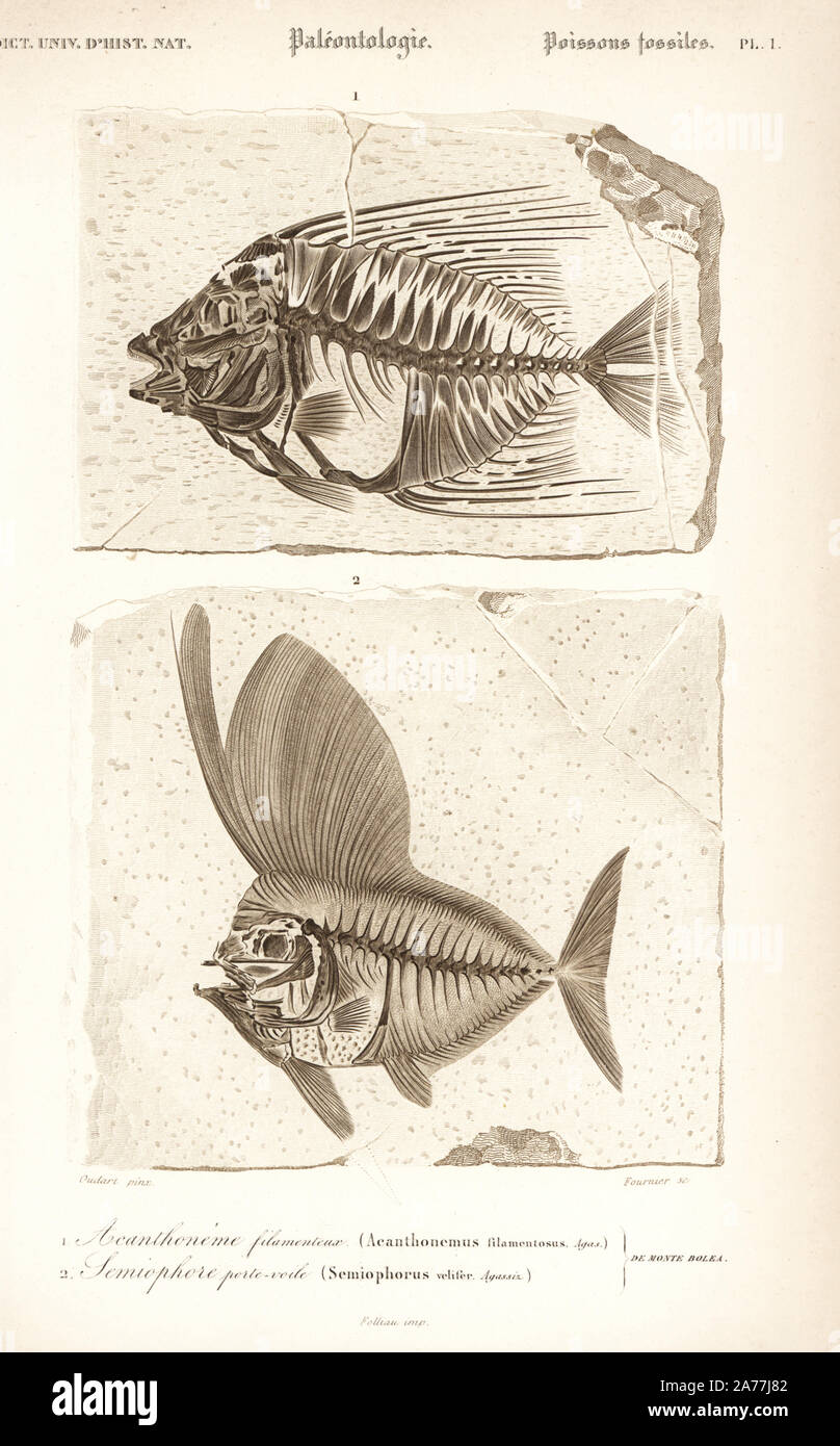 Fossil extinct fish: nektonic omnivore Acanthonemus filamentosus 1, and Eocene fish species with large dorsal fin, Semiophorus volifer 2. Engraving by Fournier after an illustration by Oudart from Charles d'Orbigny's 'Dictionnaire Universel d'Histoire Naturelle' (Universal Dictionary of Natural History), Paris, 1849. Stock Photo