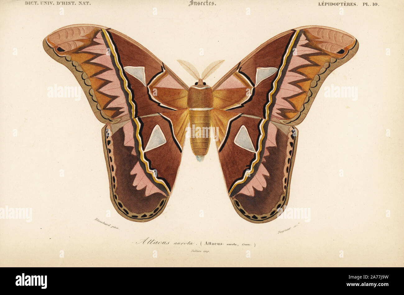 Rothschildia moth hi-res stock photography and images - Alamy