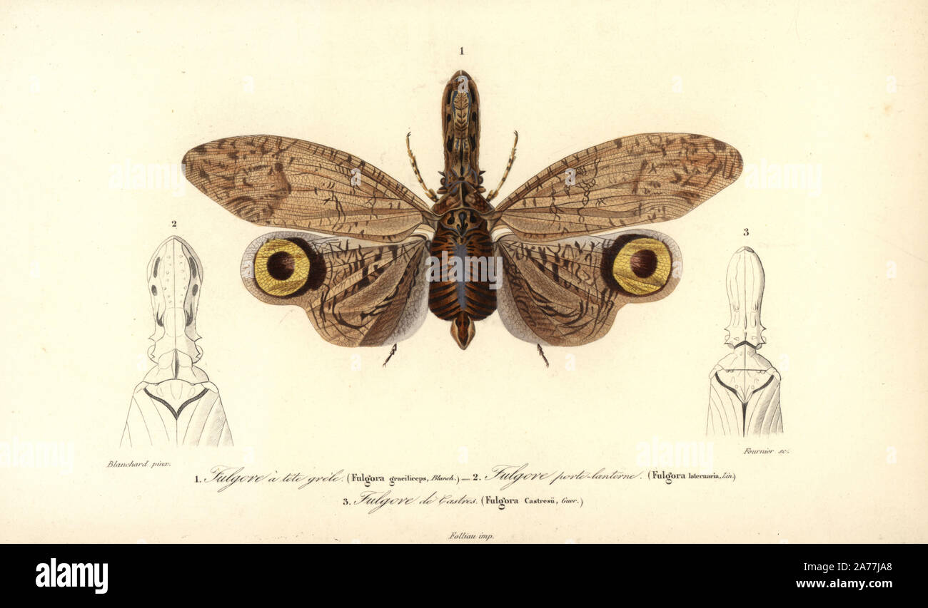 Species of South American lantern fly: Fulgora graciliceps 1; Fulgora laternaria 2 and Fulgora castresii 3. Handcolored engraving by Fournier after an illustration by Blanchard from Charles d'Orbigny's 'Dictionnaire Universel d'Histoire Naturelle' (Universal Dictionary of Natural History), Paris, 1849. Stock Photo