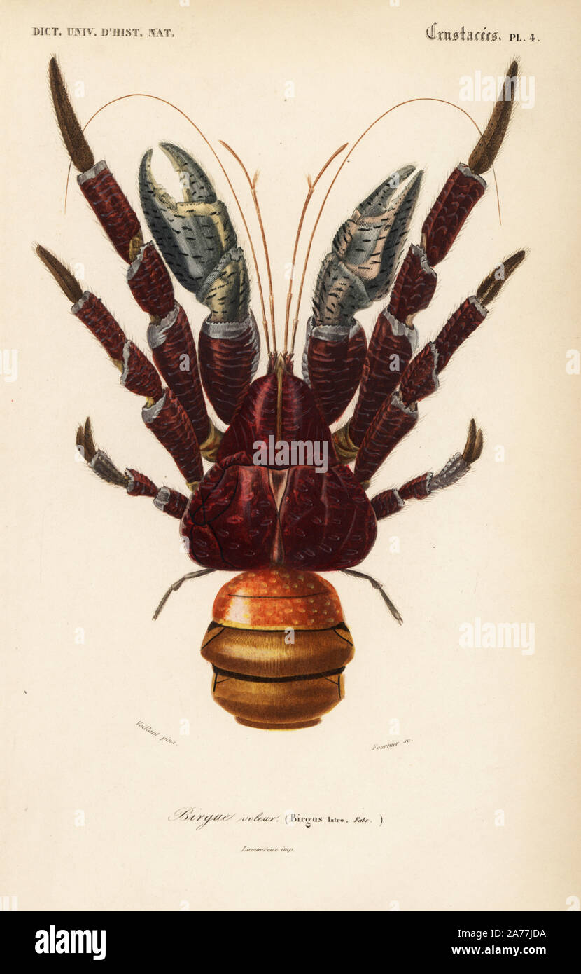 Coconut crab, Birgus latro. Handcolored engraving by Fournier after an illustration by Vaillant from Charles d'Orbigny's 'Dictionnaire Universel d'Histoire Naturelle' (Universal Dictionary of Natural History), Paris, 1849. Stock Photo