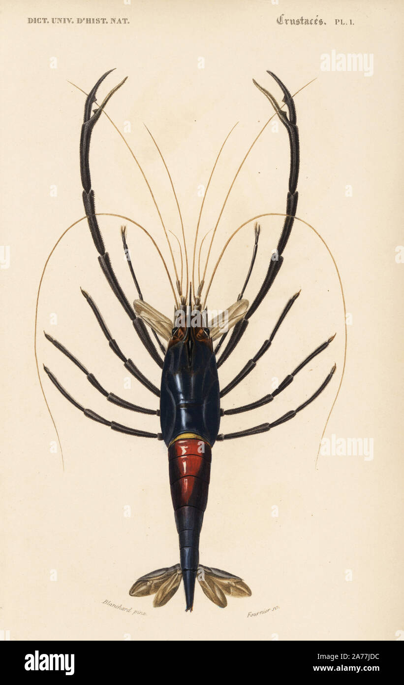 Tahitian prawn, Macrobrachium lar (Palaemon ornatum). Handcolored engraving by Fournier after an illustration by Blanchard from Charles d'Orbigny's 'Dictionnaire Universel d'Histoire Naturelle' (Universal Dictionary of Natural History), Paris, 1849. Stock Photo