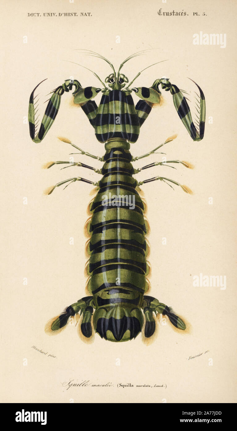 Spearer mantis shrimp, Lysiosquillina maculata (Squilla maculata). Handcolored engraving by Fournier after an illustration by Blanchard from Charles d'Orbigny's 'Dictionnaire Universel d'Histoire Naturelle' (Universal Dictionary of Natural History), Paris, 1849. Stock Photo