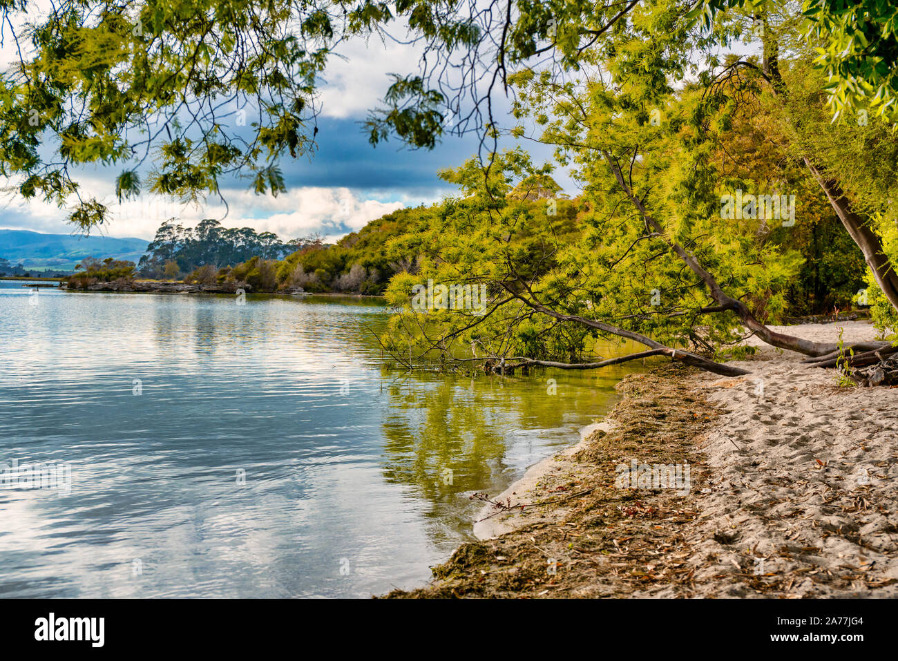 Tree branches hanging over water hi-res stock photography and images ...