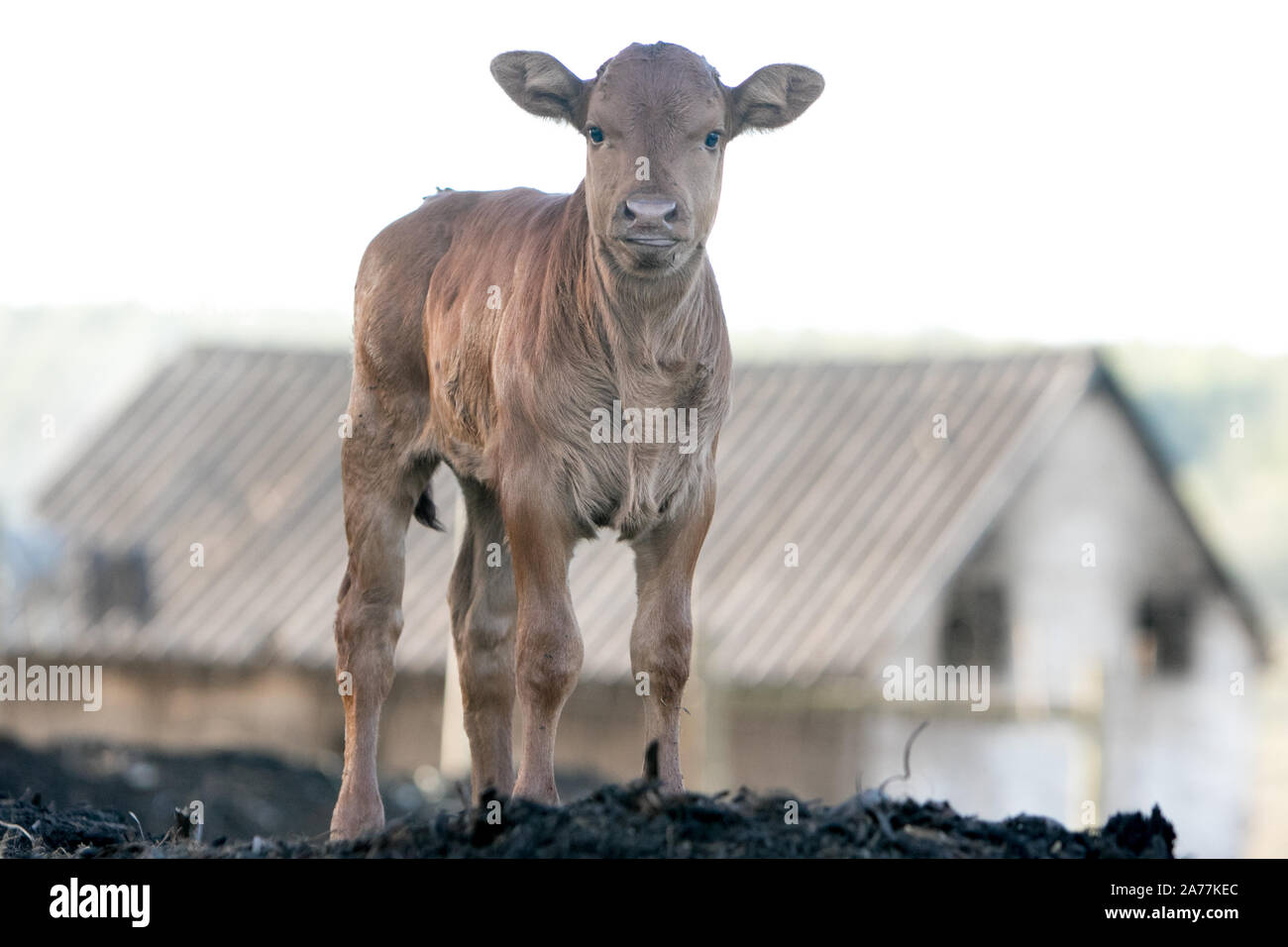 Inquisitive calf on the farm in front of a shed Stock Photo