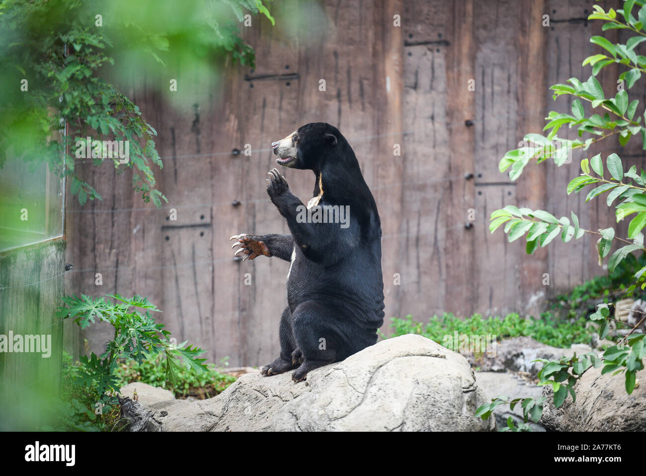 Helarctos malayanus waiting for its food in the zoo / Malayan sun bear standing and relax in the summer Stock Photo
