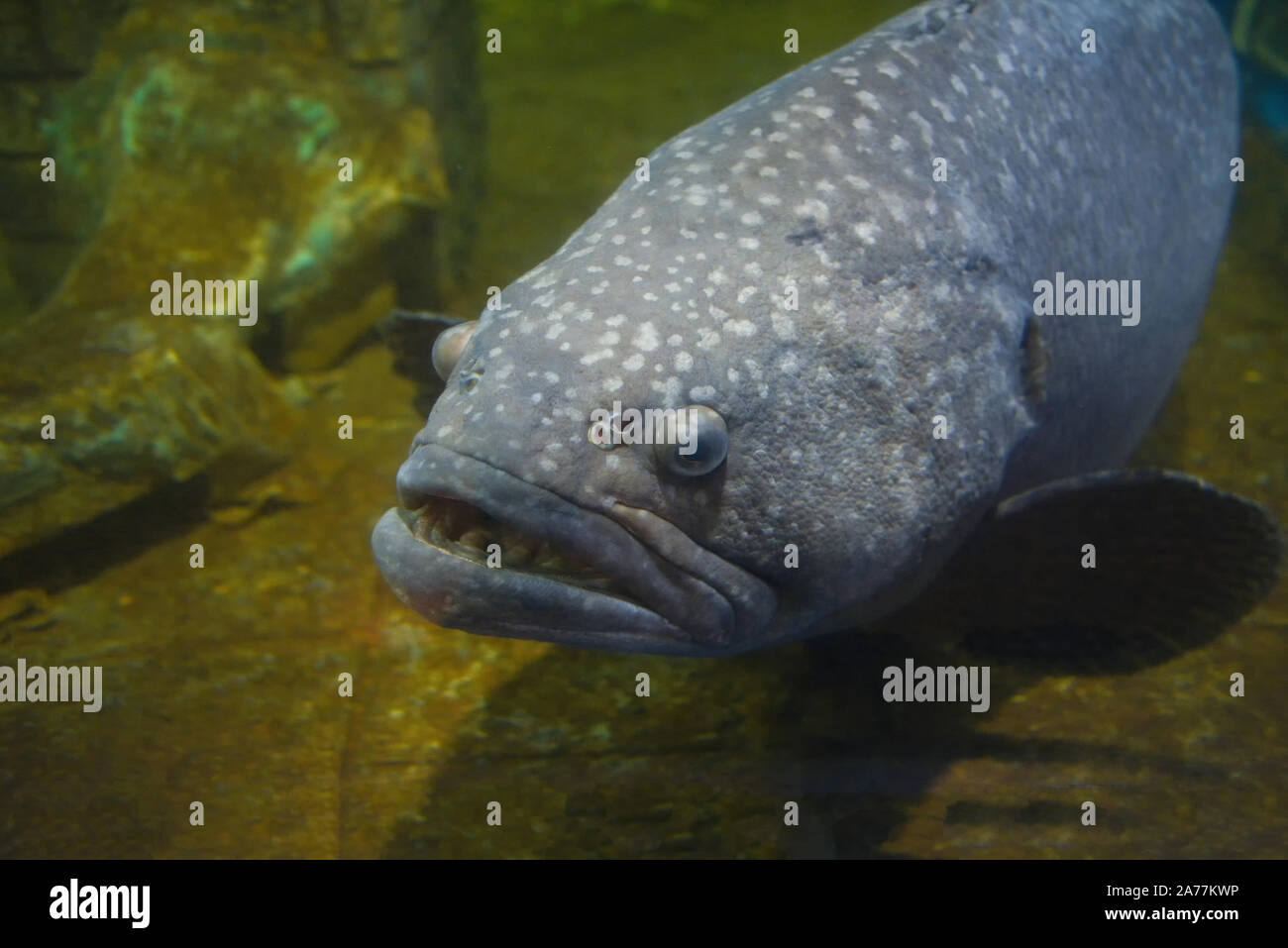 Giant grouper fish or Serranidae fish swimming underwater fish tank at aquarium / Epinephelus lanceolatus Stock Photo