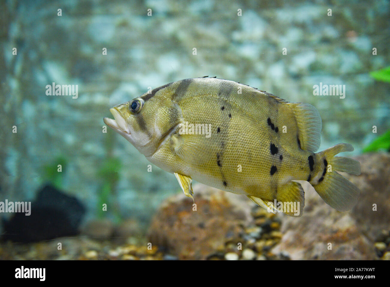 Siamese tiger fish swimming underwater fish tank at aquarium / Fish tiger Stock Photo