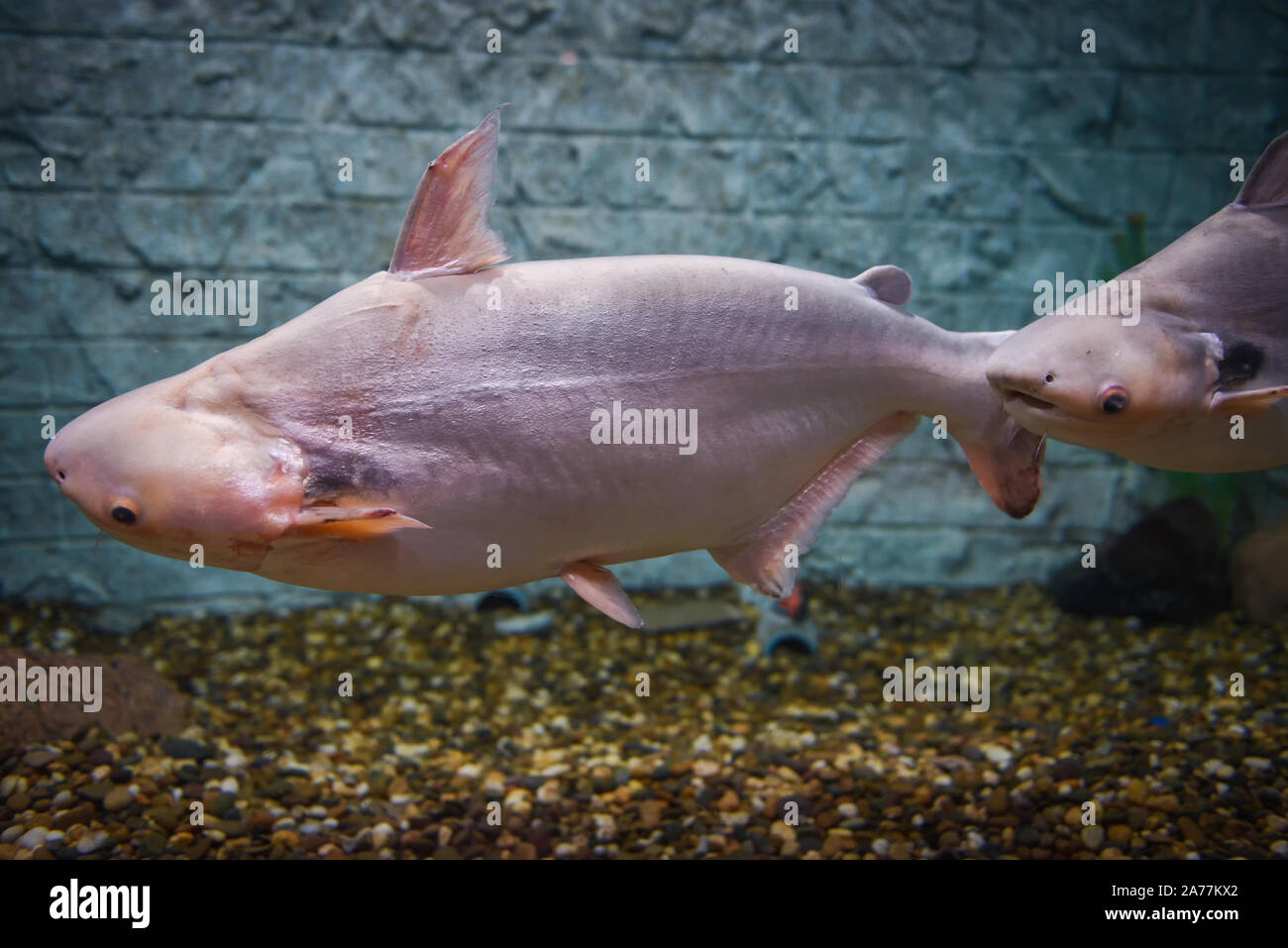 Black ear catfish or Pangasiidae fish swimming underwater fish tank at aquarium / Pangasius larnaudii Stock Photo