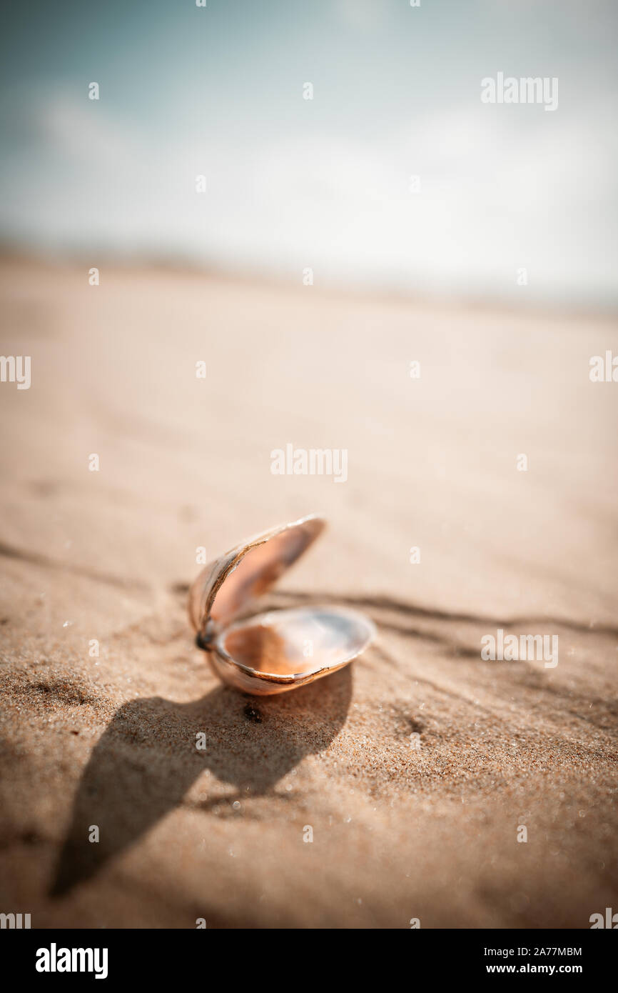Shell on a Sand Dune in the Desert Stock Photo