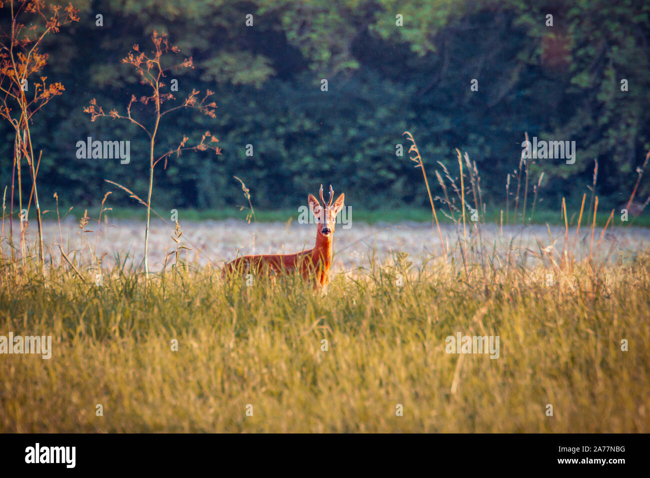 Roe Buck photographed in Worms, Germany Stock Photo