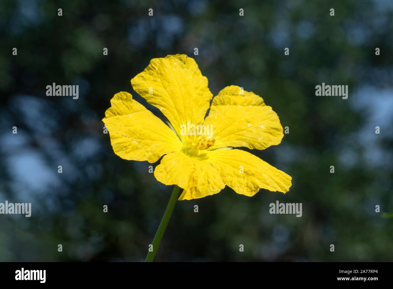 Beautiful Luffa Flower, (Luffa aegyptiaca) blossom on garden. Stock Photo